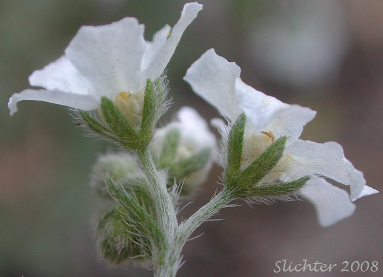 Difuse Stickseed, Spreading Stickseed: Hackelia diffusa var. diffusa (Synonym: Hackelia saxatilis)