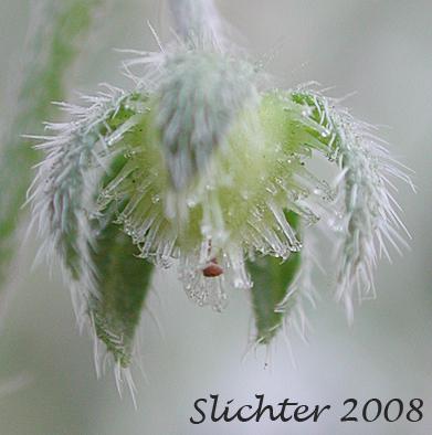 Developing fruit of Difuse Stickseed, Spreading Stickseed: Hackelia diffusa var. diffusa (Synonym: Hackelia saxatilis)