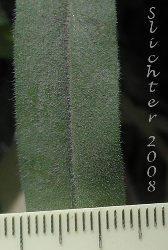 Leaf of Difuse Stickseed, Spreading Stickseed: Hackelia diffusa var. diffusa (Synonym: Hackelia saxatilis)