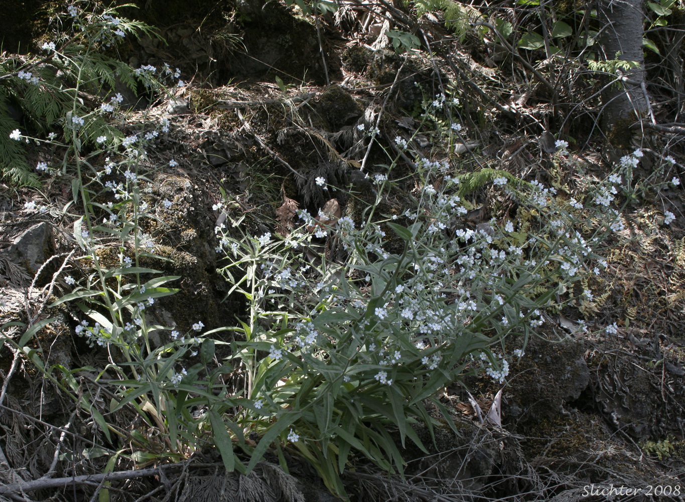 Difuse Stickseed, Spreading Stickseed: Hackelia diffusa var. diffusa (Synonym: Hackelia saxatilis)