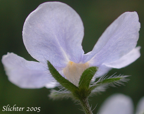 Difuse Stickseed, Spreading Stickseed: Hackelia diffusa var. diffusa (Synonym: Hackelia saxatilis)