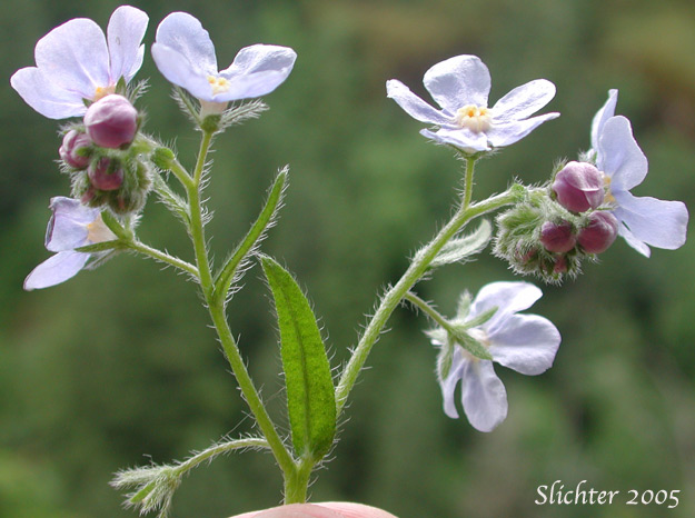Difuse Stickseed, Spreading Stickseed: Hackelia diffusa var. diffusa (Synonym: Hackelia saxatilis)