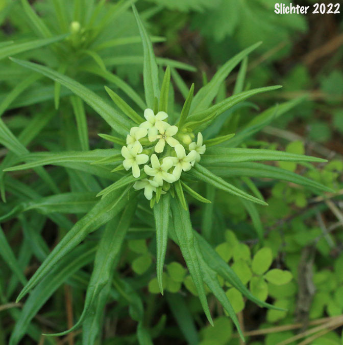 Columbia Puccoon, Puccoon, Western Gromwell, Western Stoneseed: Lithospermum ruderale (Synonym: Lithospermum pilosum)