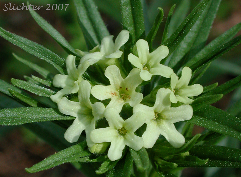 Inflorescence of Columbia Puccoon, Puccoon, Western Gromwell, Western Stoneseed: Lithospermum ruderale (Synonym: Lithospermum pilosum)