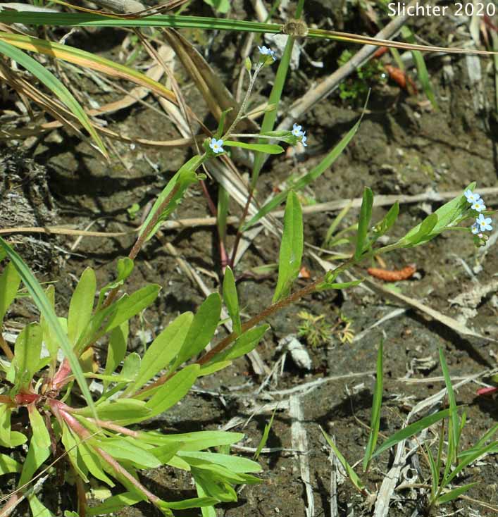 Bay Forget-me-not, Small Forget-me-not, Small-flowered Forget-me-not: Myosotis laxa