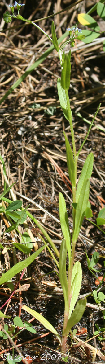 Bay Forget-me-not, Small Forget-me-not, Small-flowered Forget-me-not, Smaller Forget-me-not: Myosotis laxa