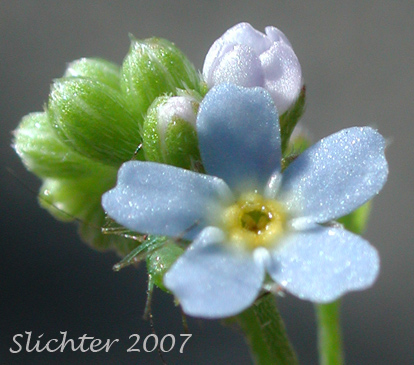 Bay Forget-me-not, Small Forget-me-not, Small-flowered Forget-me-not, Smaller Forget-me-not: Myosotis laxa