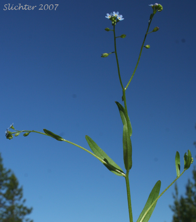 Bay Forget-me-not, Small Forget-me-not, Small-flowered Forget-me-not, Smaller Forget-me-not: Myosotis laxa
