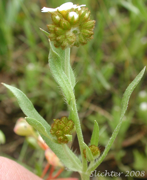 Inflorescence and upper stem leaves of Fragrant Allocarya, Fragrant Popcornflower, Fragrant Popcorn Flower: Plagiobothrys figuratus var. figuratus (Synonyms: Allocarya figurata, Plagiobothrys figuratus, Plagiobothrys figuratus ssp. figuratus, Plagiobothrys hirtus var. figuratus)