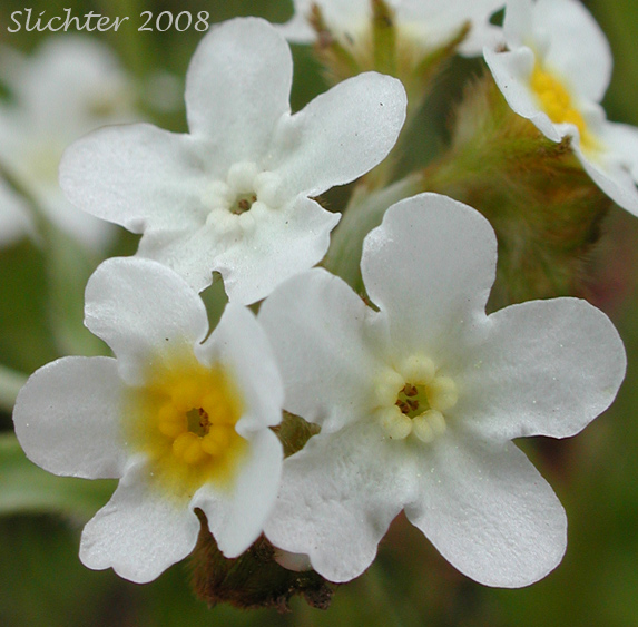 Flowers of Fragrant Allocarya, Fragrant Popcornflower, Fragrant Popcorn Flower: Plagiobothrys figuratus var. figuratus (Synonyms: Allocarya figurata, Plagiobothrys figuratus, Plagiobothrys figuratus ssp. figuratus, Plagiobothrys hirtus var. figuratus)