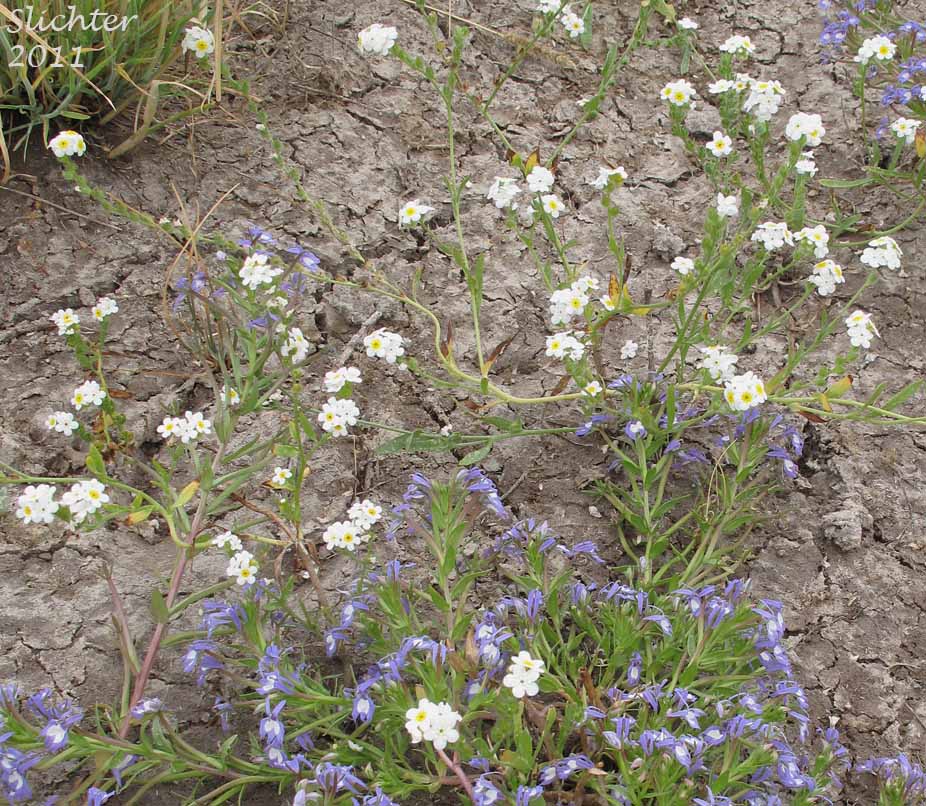 Fragrant Allocarya, Fragrant Popcornflower, Fragrant Popcorn Flower: Plagiobothrys figuratus var. figuratus (Synonyms: Allocarya figurata, Plagiobothrys figuratus, Plagiobothrys figuratus ssp. figuratus, Plagiobothrys hirtus var. figuratus)