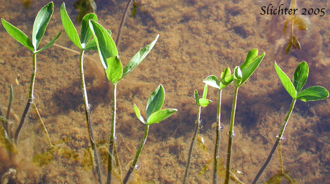 Buckbean, Bogbean: Menyanthes trifoliata (Synonym: Menyanthes trifoliata var. minor)