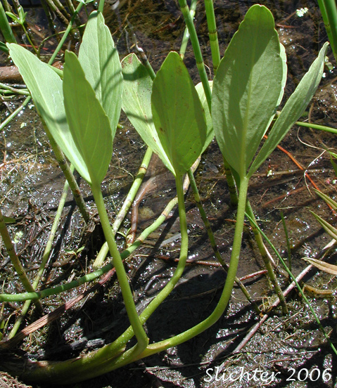 Buckbean, Bogbean: Menyanthes trifoliata (Synonym: Menyanthes trifoliata var. minor)