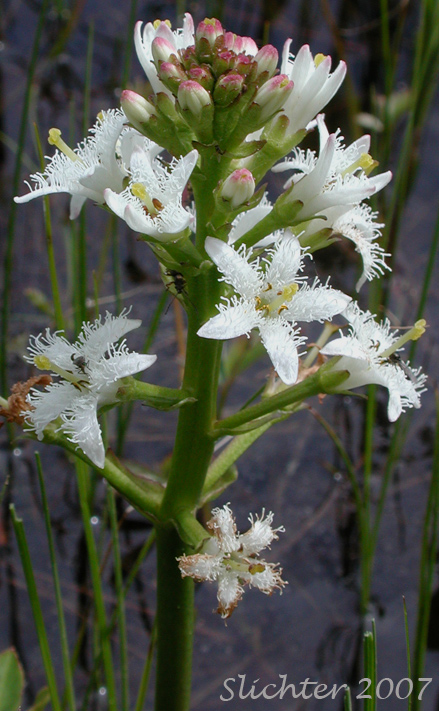 Inflorescence of Buckbean, Bogbean: Menyanthes trifoliata (Synonym: Menyanthes trifoliata var. minor)