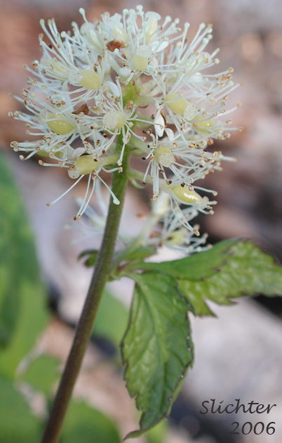 Baneberry, Red Baneberry, Western Red Baneberry: Actaea rubra (Synonyms: Actaea arguta, Actaea eburnea, Actaea neglecta, Actaea rubra ssp. arguta, Actaea rubra var. arguta, Actaea rubra var. dissecta, Actaea spicata, Actaea spicata var. rubra, Actaea viridiflora)