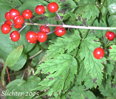 Berries of Baneberry, Red Baneberry, Western Red Baneberry: Actaea rubra (Synonyms: Actaea arguta, Actaea eburnea, Actaea neglecta, Actaea rubra ssp. arguta, Actaea rubra var. arguta, Actaea rubra var. dissecta, Actaea spicata, Actaea spicata var. rubra, Actaea viridiflora)