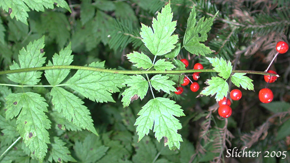 Berries of Baneberry, Red Baneberry, Western Red Baneberry: Actaea rubra (Synonyms: Actaea arguta, Actaea eburnea, Actaea neglecta, Actaea rubra ssp. arguta, Actaea rubra var. arguta, Actaea rubra var. dissecta, Actaea spicata, Actaea spicata var. rubra, Actaea viridiflora)