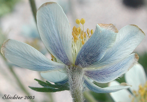 Undersides of the sepals of Drummond's Anemone: Anemone drummondii var. drummondii (Synonyms: Anemone cairnesiana, Anemone californica, Anemone drummondii ssp. drummondii)