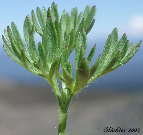 Leaf of Drummond's Anemone: Anemone drummondii var. drummondii (Synonyms: Anemone cairnesiana, Anemone californica, Anemone drummondii ssp. drummondii)