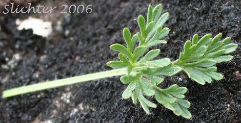 Leaf of Drummond's Anemone: Anemone drummondii var. drummondii (Synonyms: Anemone cairnesiana, Anemone californica, Anemone drummondii ssp. drummondii)