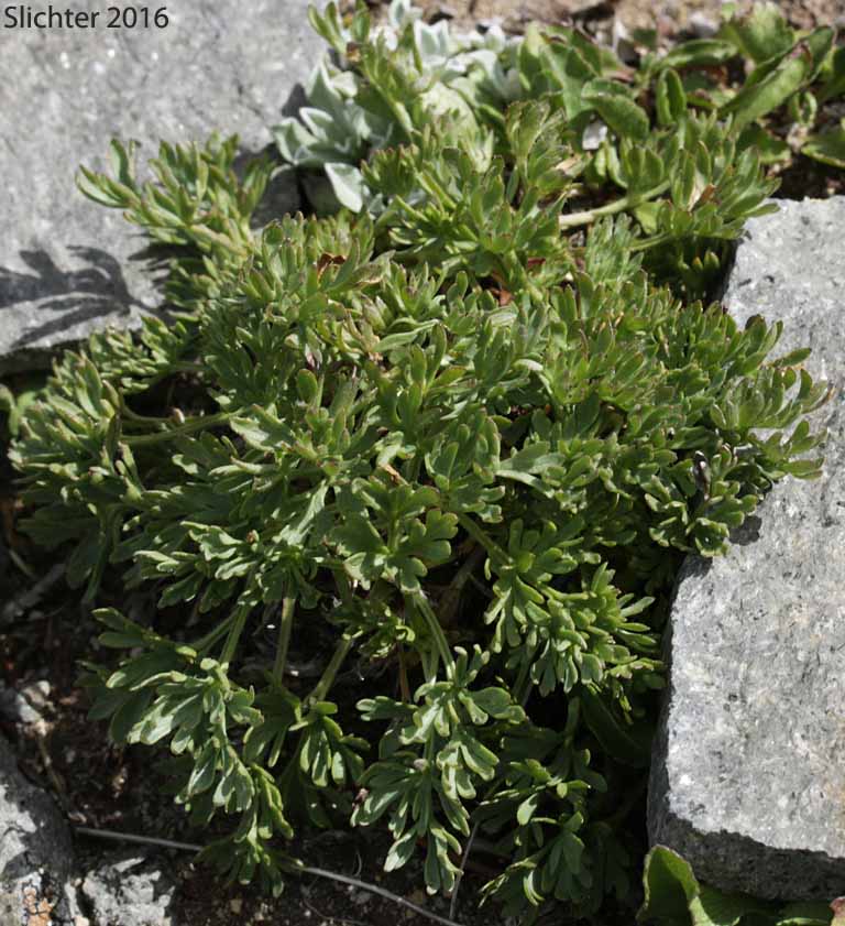 Basal leaves of Drummond's Anemone: Anemone drummondii var. drummondii (Synonyms: Anemone cairnesiana, Anemone californica, Anemone drummondii ssp. drummondii)
