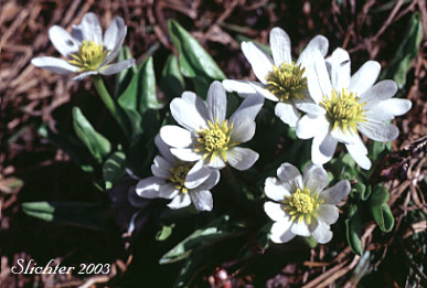Elkslip, Elkslip Marsh-marigold, White Marsh-marigold: Caltha leptosepala (Synonyms: Caltha biflora var. rotundifolia, Caltha leptosepala var. rotundifolia, Psychropila leptosepala)