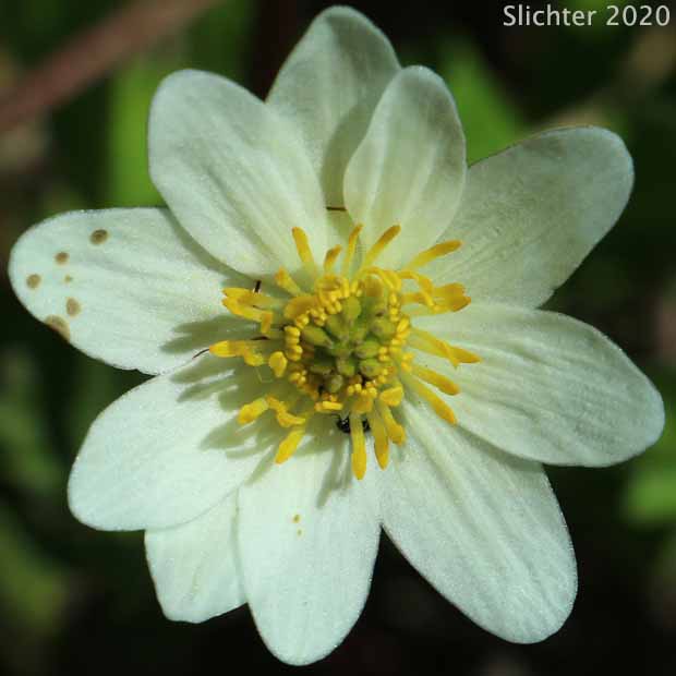 Elkslip, Elkslip Marsh-marigold, White Marsh-marigold: Caltha leptosepala (Synonyms: Caltha biflora var. rotundifolia, Caltha leptosepala var. rotundifolia, Psychropila leptosepala)