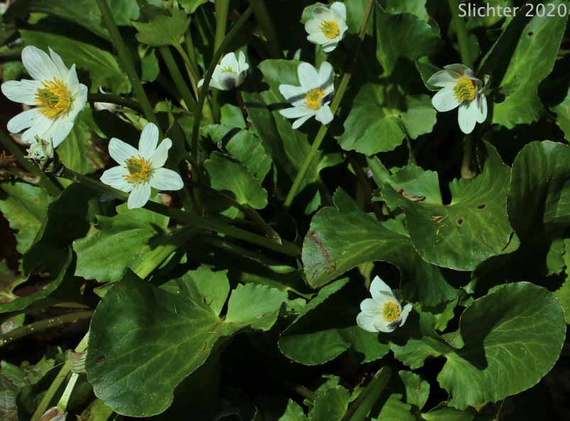 Elkslip, Elkslip Marsh-marigold, White Marsh-marigold: Caltha leptosepala (Synonyms: Caltha biflora var. rotundifolia, Caltha leptosepala var. rotundifolia, Psychropila leptosepala)