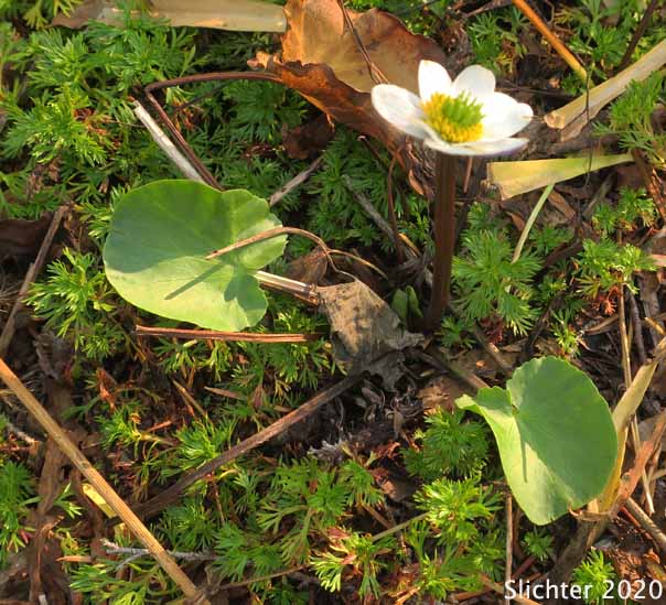 Elkslip, Elkslip Marsh-marigold, White Marsh-marigold: Caltha leptosepala (Synonyms: Caltha biflora var. rotundifolia, Caltha leptosepala var. rotundifolia, Psychropila leptosepala)