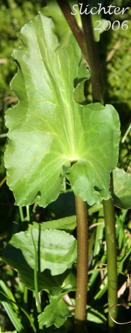 Leaf blade of Elkslip, Elkslip Marsh-marigold, White Marsh-marigold: Caltha leptosepala (Synonyms: Caltha biflora var. rotundifolia, Caltha leptosepala var. rotundifolia, Psychropila leptosepala)
