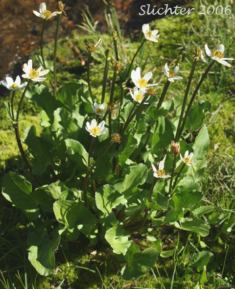 Elkslip, Elkslip Marsh-marigold, White Marsh-marigold: Caltha leptosepala (Synonyms: Caltha biflora var. rotundifolia, Caltha leptosepala var. rotundifolia, Psychropila leptosepala)