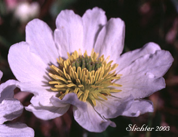Flower of Elkslip, Elkslip Marsh-marigold, White Marsh-marigold: Caltha leptosepala (Synonyms: Caltha biflora var. rotundifolia, Caltha leptosepala var. rotundifolia, Psychropila leptosepala)
