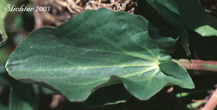 Leaf blade of Elkslip, Elkslip Marsh-marigold, White Marsh-marigold: Caltha leptosepala (Synonyms: Caltha biflora var. rotundifolia, Caltha leptosepala var. rotundifolia, Psychropila leptosepala)