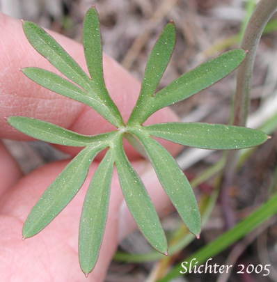 Leaf of Two-lobe Larkspur, Upland Larkspur: Delphinium nuttallianum (Synonyms: Delphinium bicolor, Delphinium decorum ssp. tracyi, Delphinium lineapetalum, Delphinium nelsonii, Delphinium nuttallianum var. fulvum, Delphinium nuttallianum var. levicaule, Delphinium nuttallianum var. lineapetalum, Delphinium nuttallianum var. nuttallianum, Delphinium pauciflorum, Delphinium sonnei)