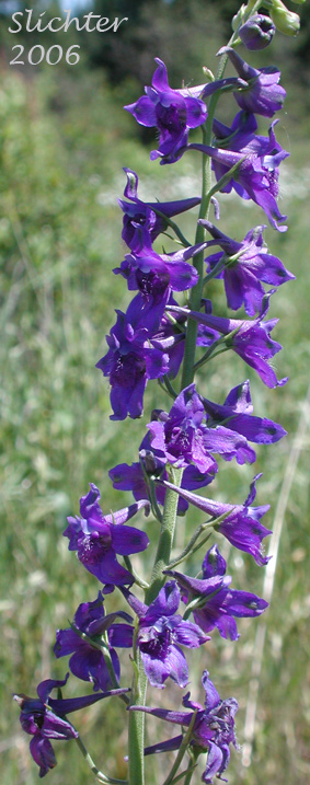 Raceme of Upland Larkspur, Nuttall's Larkspur: Delphinium nuttallii (Synonym: Delphinium nuttallii ssp. nuttallii)