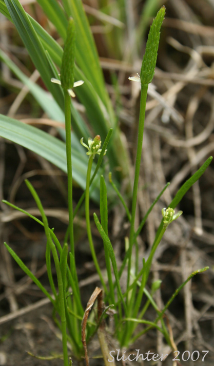 Common Mouse-tail, Least Mouse-tail, Tiny Mouse-tail: Myosurus minimus (Synonyms: Myosurus lepturus, Myosurus lepturus var. filiformus , Myosurus minimus ssp. major, Myosurus minimus var. filiformus, Myosurus minimus var. major)