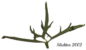Upper stem leaf of Meadow Buttercup, Showy Buttercup: Ranunculus acris (Synonym: Ranunculus acris var. latisectus)