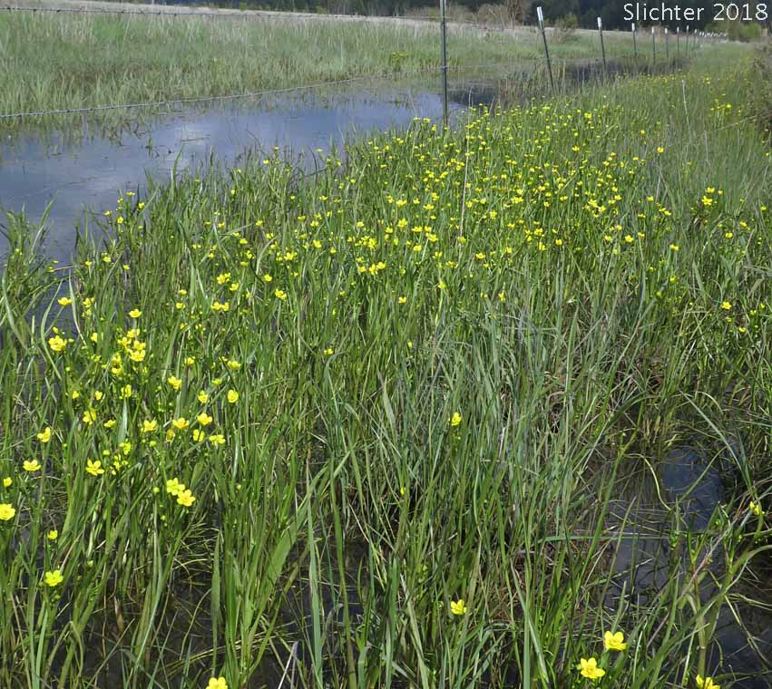 Plantain-leaf Buttercup, Plantain-leaved Buttercup: Ranunculus alismifolius var. alismifolius (Synonym: Ranunculus alismaefolius var. alismaefolius)