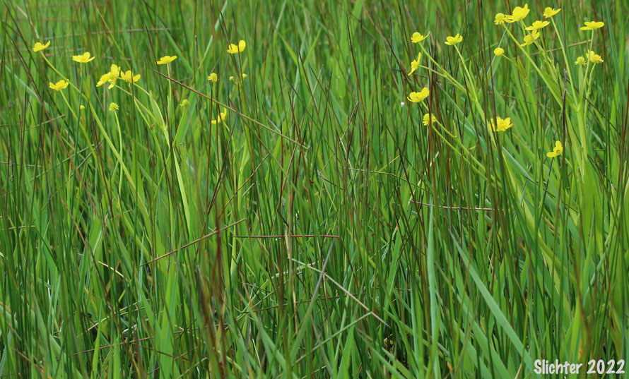 Plantain-leaf Buttercup, Plantain-leaved Buttercup: Ranunculus alismifolius var. alismifolius (Synonym: Ranunculus alismaefolius var. alismaefolius)