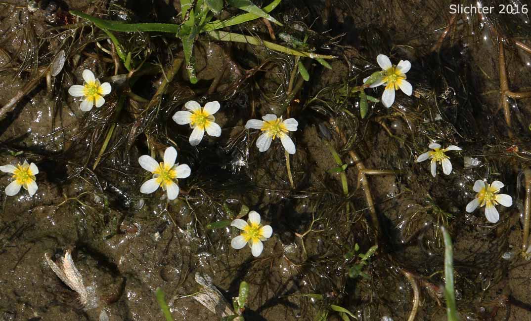 Threadleaf Crowfoot, Water Buttercup, White Water Buttercup: Ranunculus aquatilis var. diffusus (Synonyms: Ranunculus aquatilis var. capillaceus, Ranunculus aquatilis var. porteri, Ranunculus longirostris, Ranunculus subrigidus, Ranunclus trichophyllus)