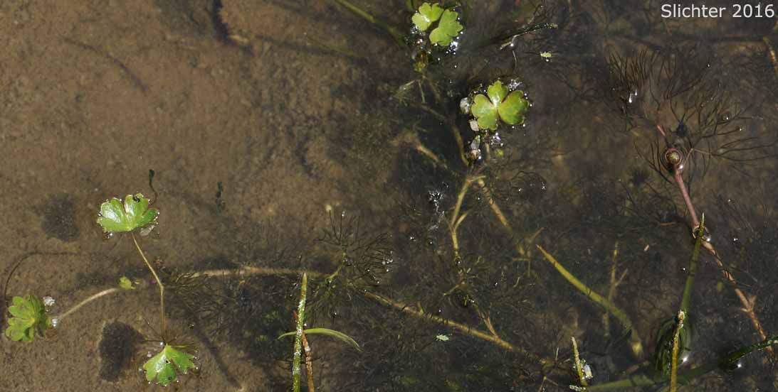 Leafy Water Buttercup, White Water Buttercup: Ranunculus aquatilis var. aquatilis (Synonyms: Ranunculus aquatilis var. hispidulus, Ranunculus trichophyllus, Ranunculus trichophyllus var. hispidulus)