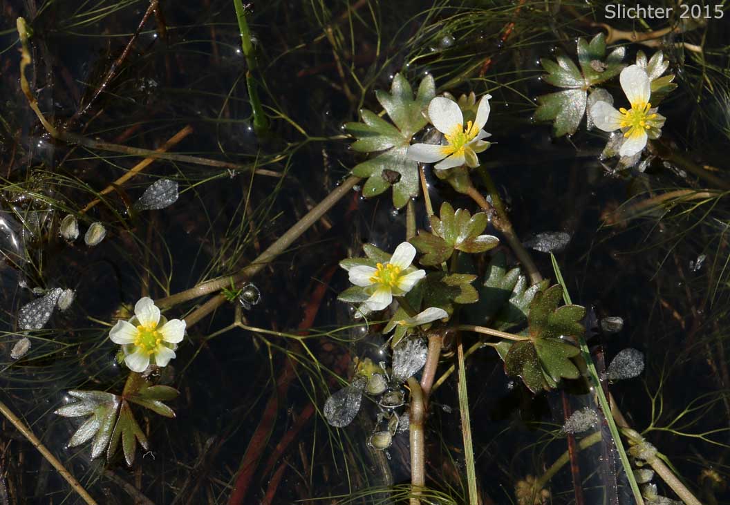 Leafy Water Buttercup, White Water Buttercup: Ranunculus aquatilis var. aquatilis (Synonyms: Ranunculus aquatilis var. hispidulus, Ranunculus trichophyllus, Ranunculus trichophyllus var. hispidulus)