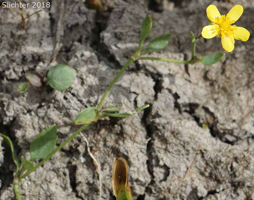 Creeping Buttercup, Creeping Spearwort, Greater Creeping Spearwort, Lesser Spearwort, Spearwort: Ranunculus flammula var. ovalis (Synonyms: Ranunculus filiformis var. ovalis, Ranunculus flammula var. samolifolius, Ranunculus reptans var. ovalis)