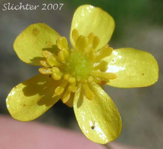 Close-up of a flower of Greater Creeping Spearwort, Spearwort: Ranunculus flammula (Synonyms: Ranunculus flammula var. filiformis, Ranunculus reptans)
