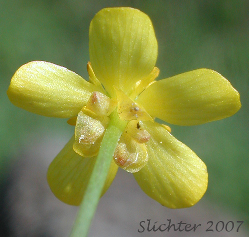 Close-up of the sepals and petals of Greater Creeping Spearwort, Spearwort: Ranunculus flammula (Synonyms: Ranunculus flammula var. filiformis, Ranunculus reptans)