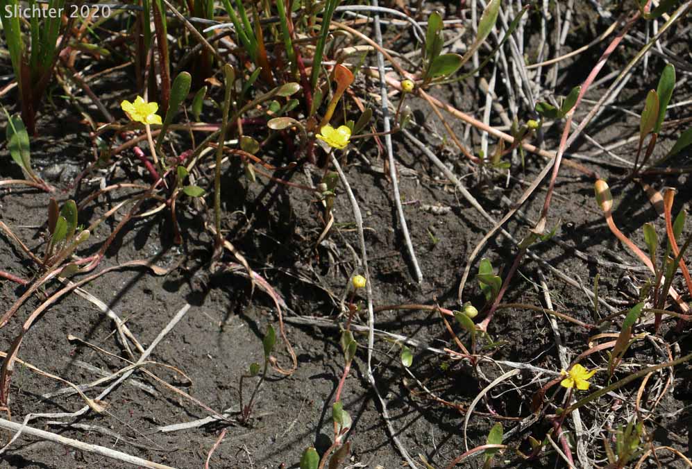 Creeping Buttercup, Creeping Spearwort, Greater Creeping Spearwort, Lesser Spearwort, Spearwort: Ranunculus flammula var. ovalis (Synonyms: Ranunculus filiformis var. ovalis, Ranunculus flammula var. samolifolius, Ranunculus reptans var. ovalis)