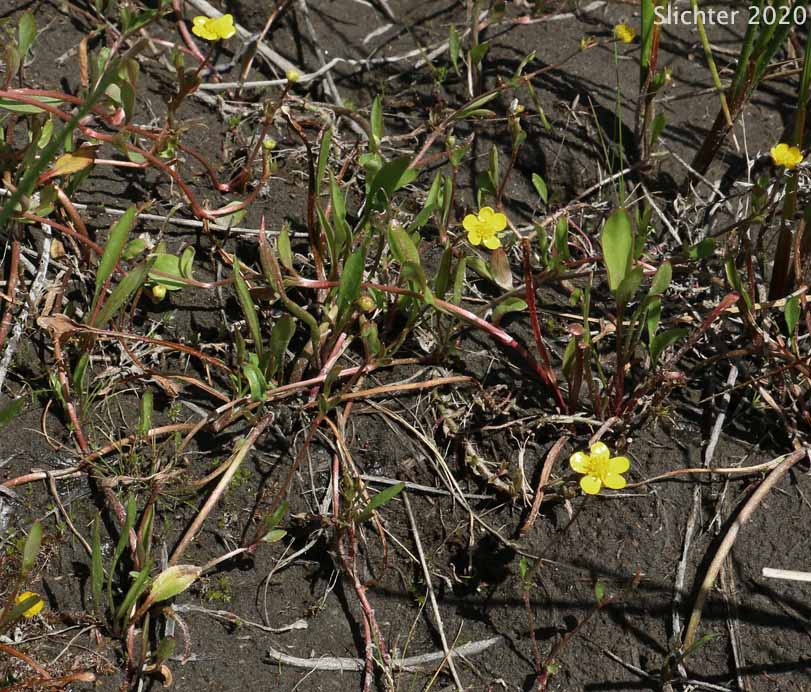 Creeping Buttercup, Creeping Spearwort, Greater Creeping Spearwort, Lesser Spearwort, Spearwort: Ranunculus flammula var. ovalis (Synonyms: Ranunculus filiformis var. ovalis, Ranunculus flammula var. samolifolius, Ranunculus reptans var. ovalis)
