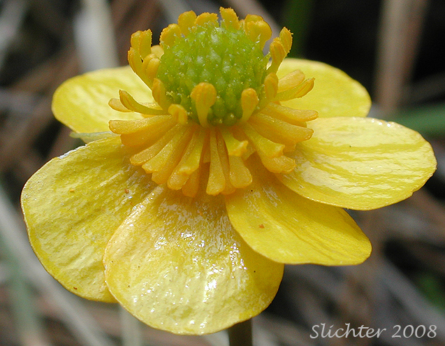 Flower of Sagebrush Buttercup: Ranunculus glaberrimus var. glaberrimus (Synonym: Ranunculus glaberrimus var. typicus)