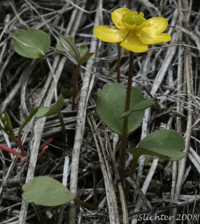 Sagebrush Buttercup: Ranunculus glaberrimus var. glaberrimus (Synonym: Ranunculus glaberrimus var. typicus)