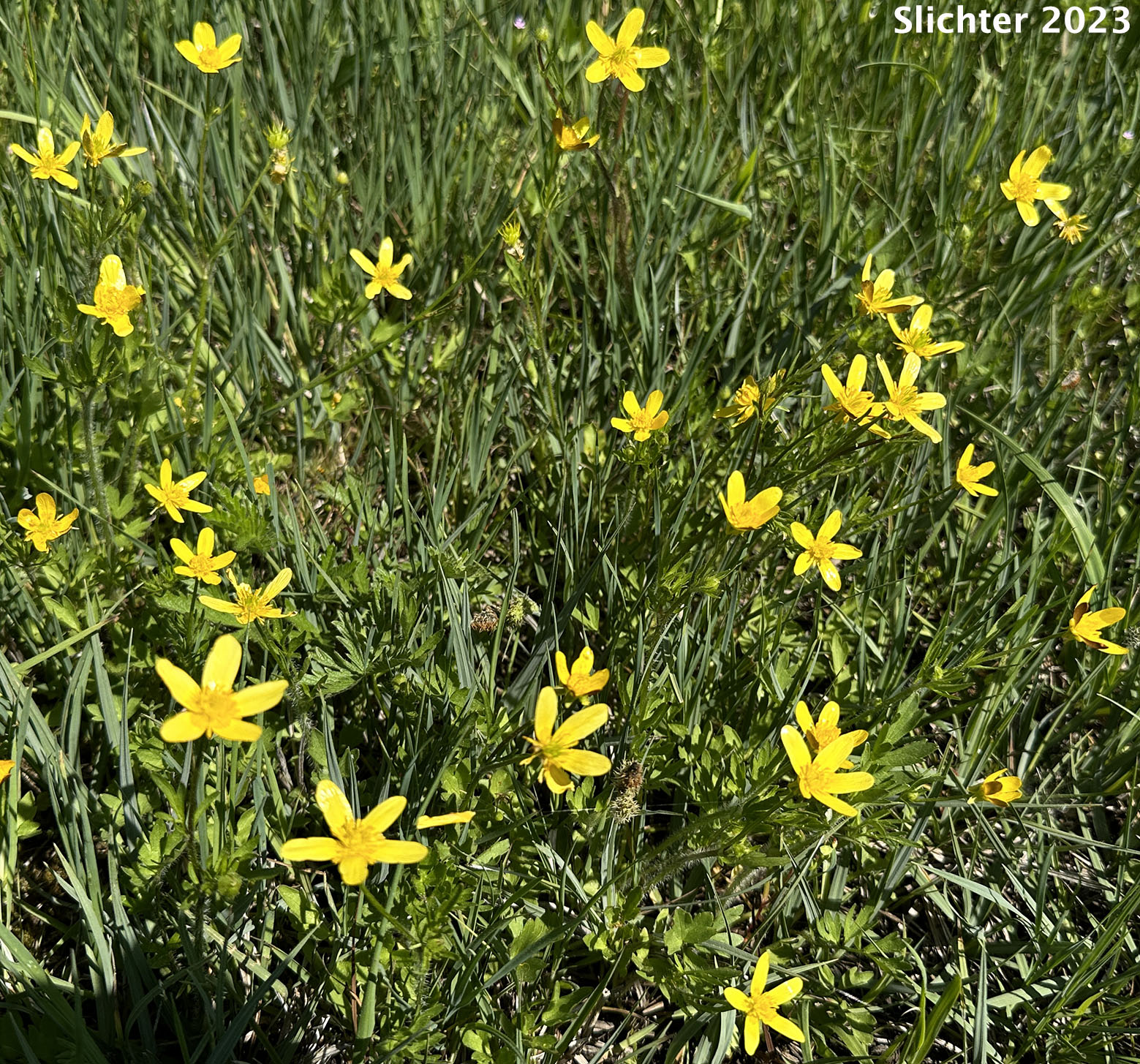 Habitat of Bird's-foot Buttercup, Straightbeak Buttercup, Straight-beak Buttercup, Western Swamp Buttercup: Ranunculus orthorhynchus var. orthorhynchus (Synonyms: Ranunculus orthorhynchus ssp. alaschensis, Ranunculus orthorhynchus var. alaschensis, Ranunculus orthorhynchus var. hallii)